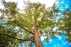 Reliable Ada, OH  Tree Services Solutions