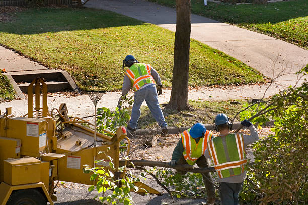 Organic Lawn Care Solutions in Ada, OH