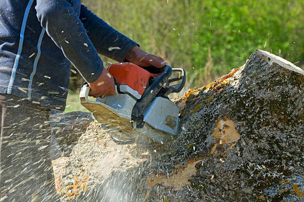 How Our Tree Care Process Works  in  Ada, OH